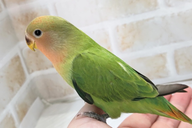 コザクラインコ（小桜インコ）