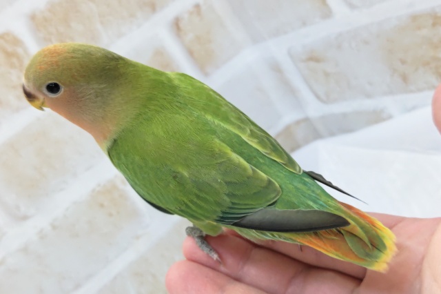 コザクラインコ（小桜インコ）