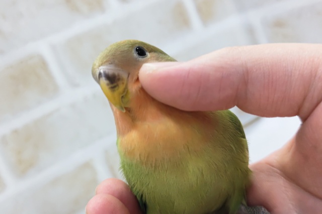 コザクラインコ（小桜インコ）