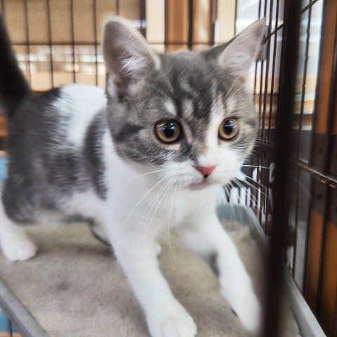 スコティッシュフォールド