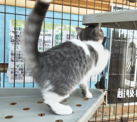 スコティッシュフォールド