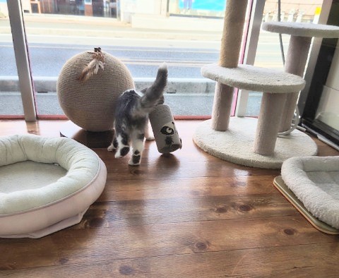 スコティッシュフォールド