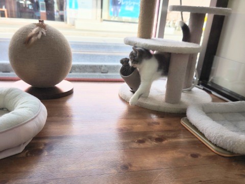 スコティッシュフォールド