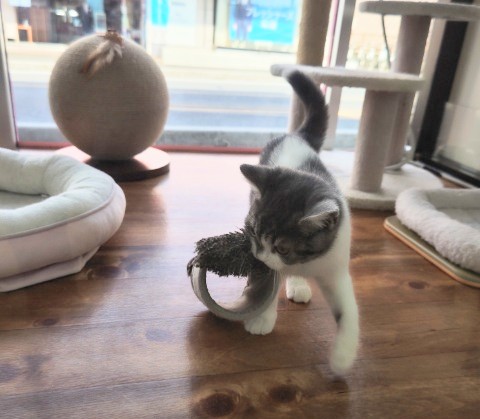 スコティッシュフォールド