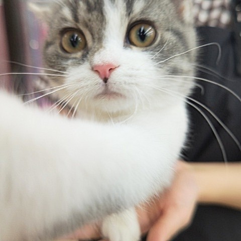 スコティッシュフォールド