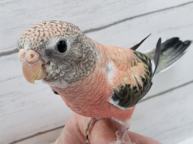 アキクサインコ（秋草インコ）