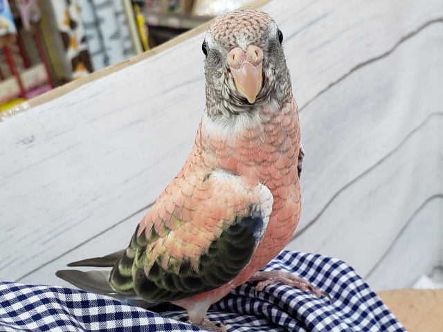 アキクサインコ（秋草インコ）