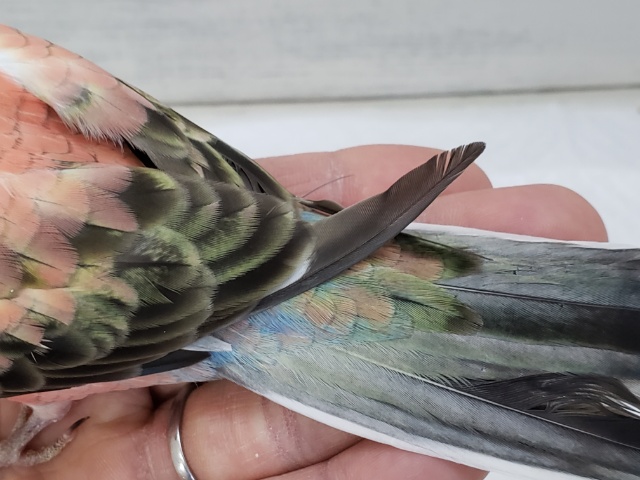 アキクサインコ（秋草インコ）