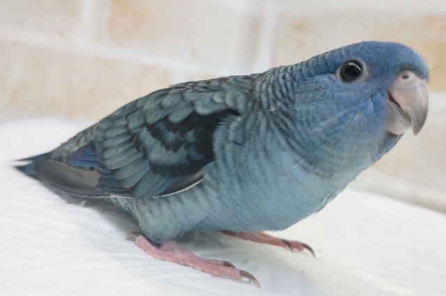 サザナミインコ