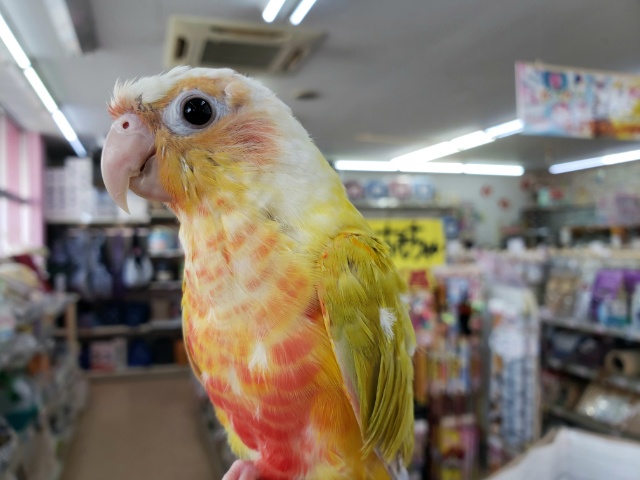 ホオミドリウロコインコ