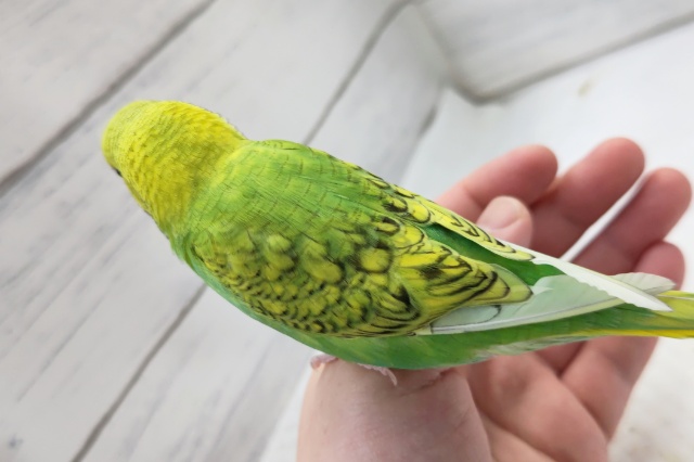 セキセイインコ