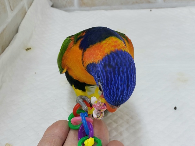 アカエリゴシキセイガイインコ