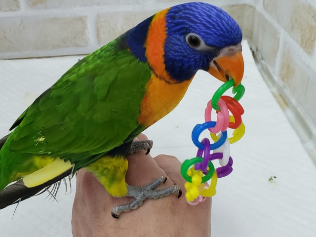 アカエリゴシキセイガイインコ