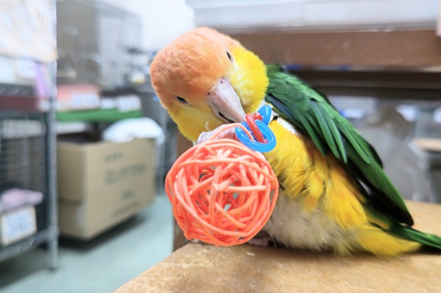 シロハラインコ