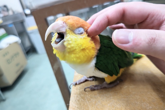シロハラインコ