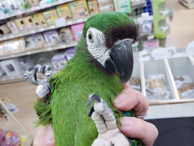 ヒメコンゴウインコ