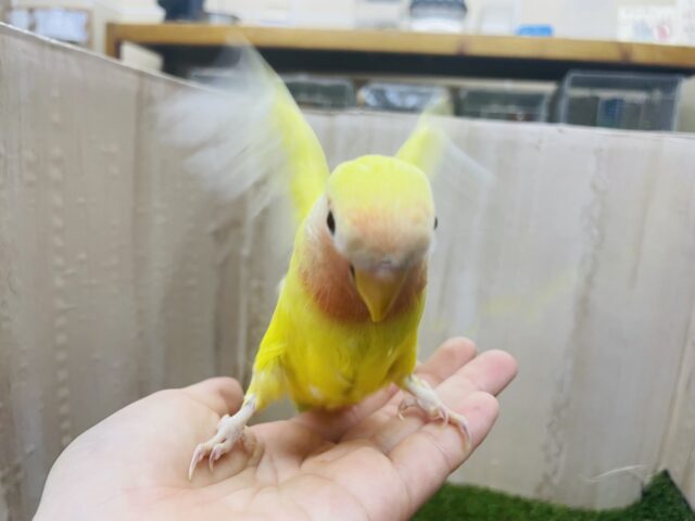 コザクラインコ（小桜インコ）