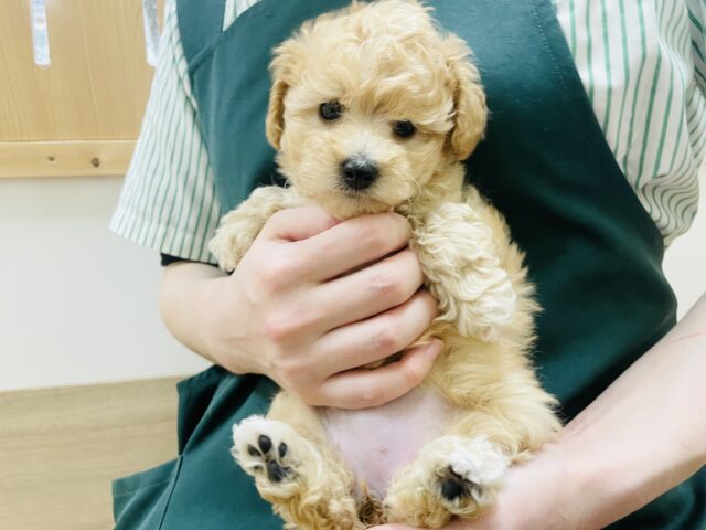 トイプードル