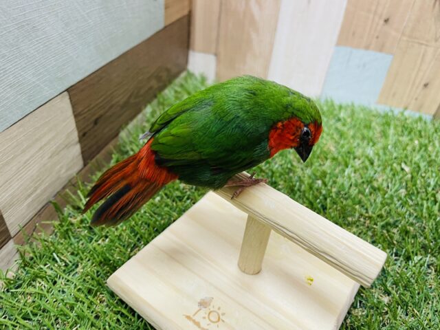 ヒノマルチョウ（日の丸鳥）