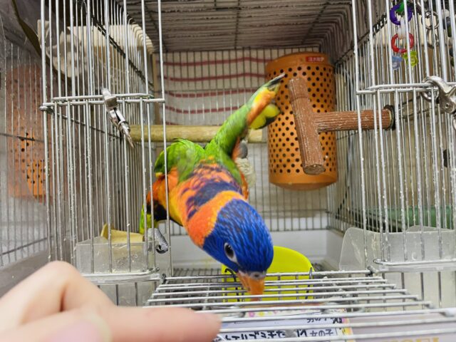 アカエリゴシキセイガイインコ