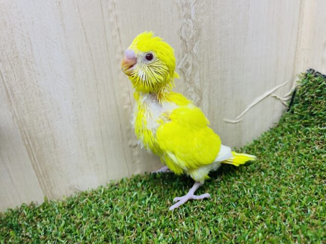 セキセイインコ