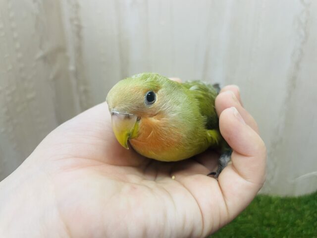 コザクラインコ（小桜インコ）