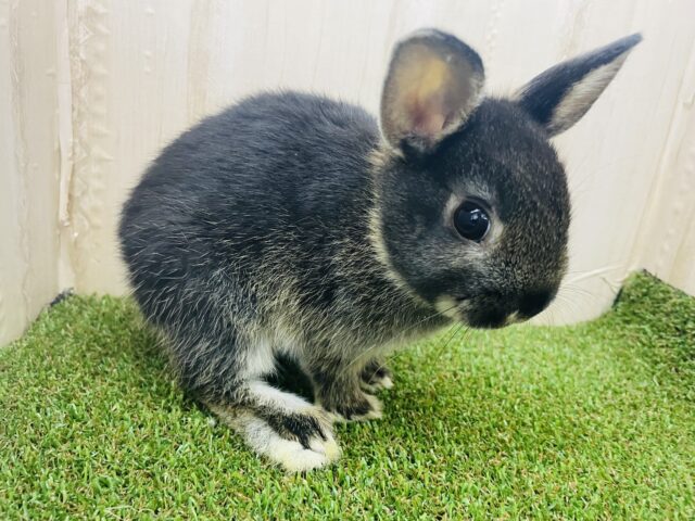 ネザーランドドワーフ