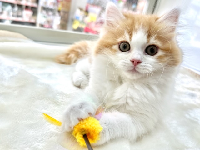 スコティッシュフォールド