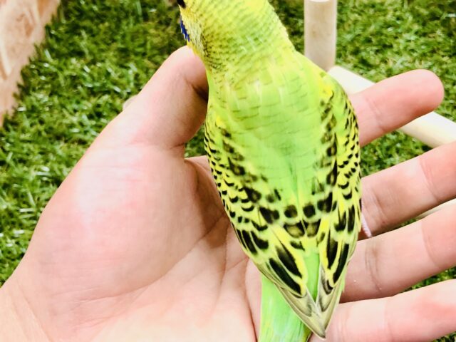セキセイインコ