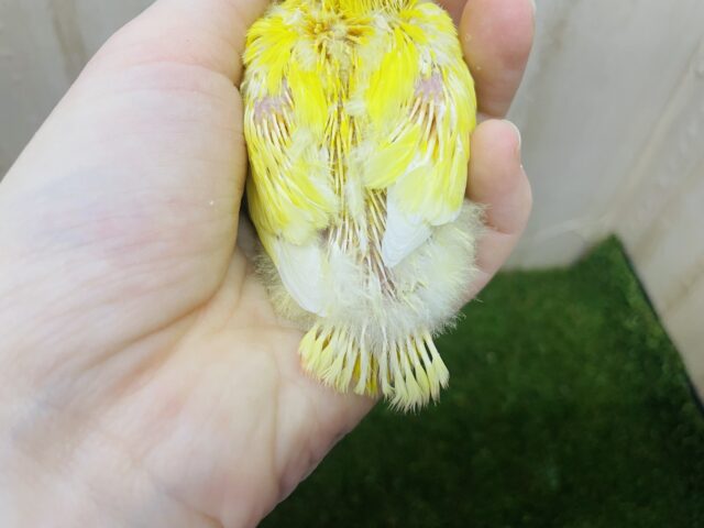 コザクラインコ（小桜インコ）