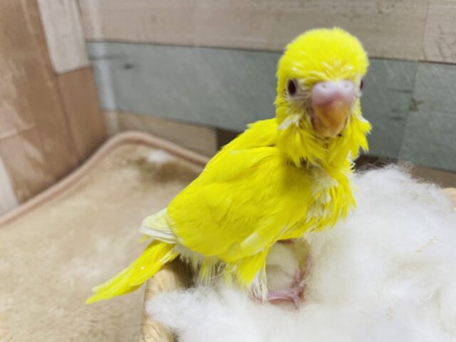 セキセイインコ