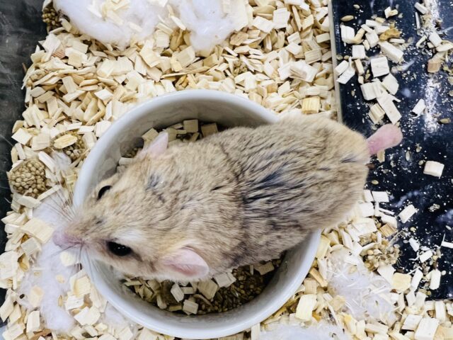 マカロニマウス（ファットテールジャービル、オブトアレチネズミ）