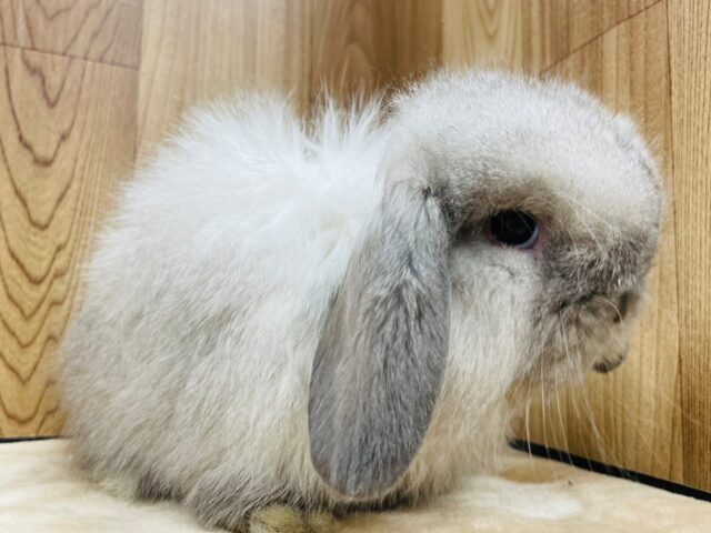 ロップイヤーラビット