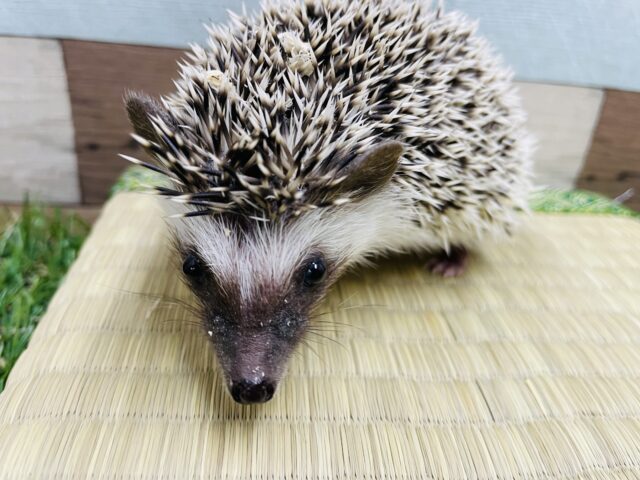 ハリネズミ（ヨツユビハリネズミ）