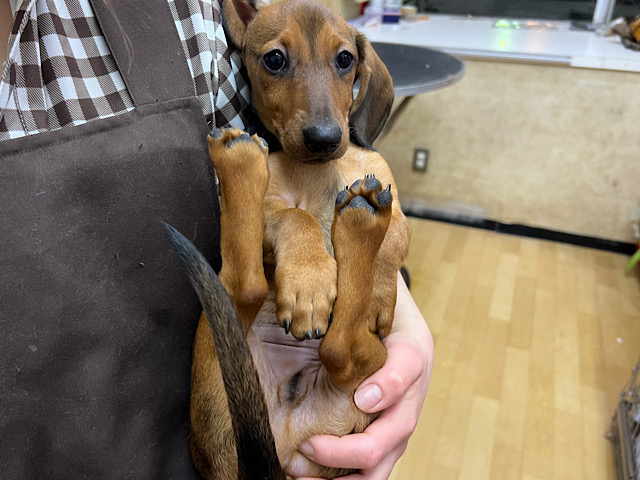 スタンダードダックス