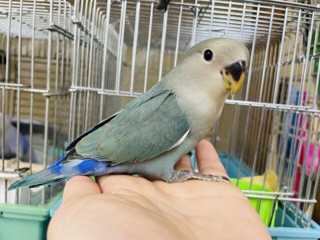 コザクラインコ（小桜インコ）