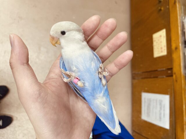 コザクラインコ（小桜インコ）