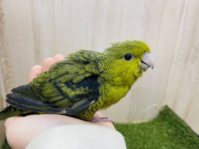 サザナミインコ