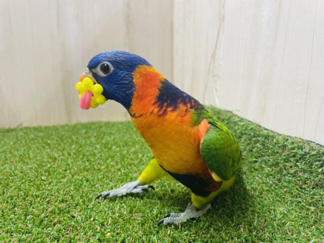 アカエリゴシキセイガイインコ