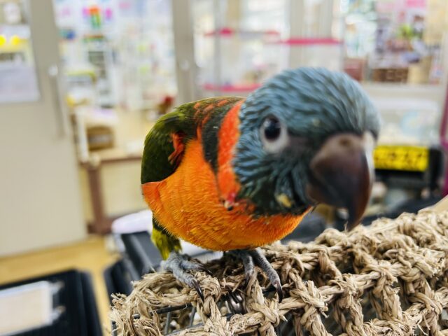 ゴシキセイガイインコ