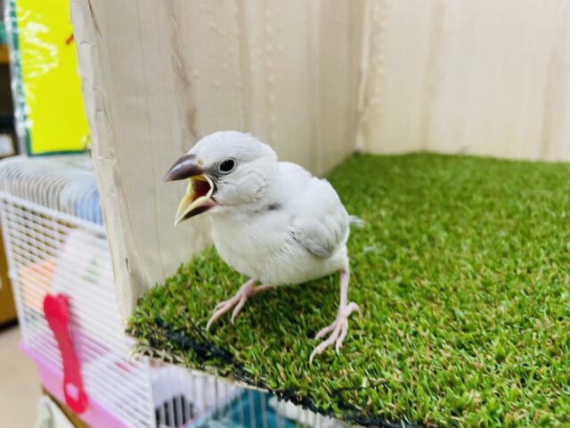 シルバー文鳥