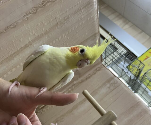 オカメインコ