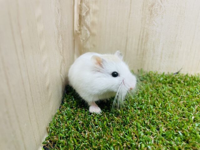 ロボロフスキーハムスター