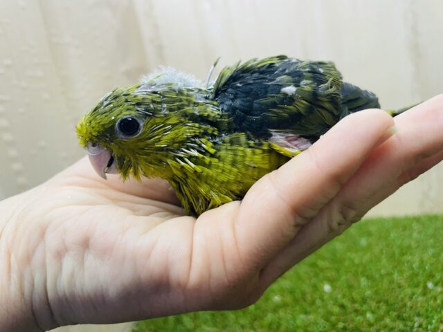 サザナミインコ