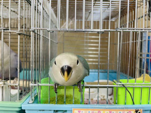 コザクラインコ（小桜インコ）