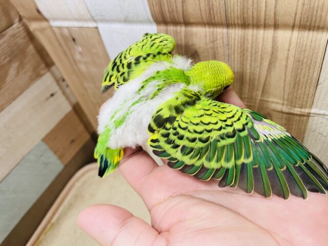 セキセイインコ