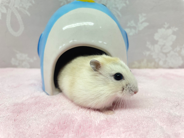 ジャンガリアン