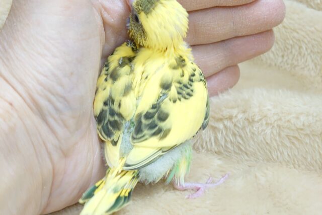 セキセイインコ