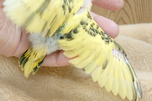 セキセイインコ