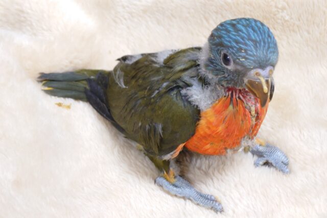 ゴシキセイガイインコ